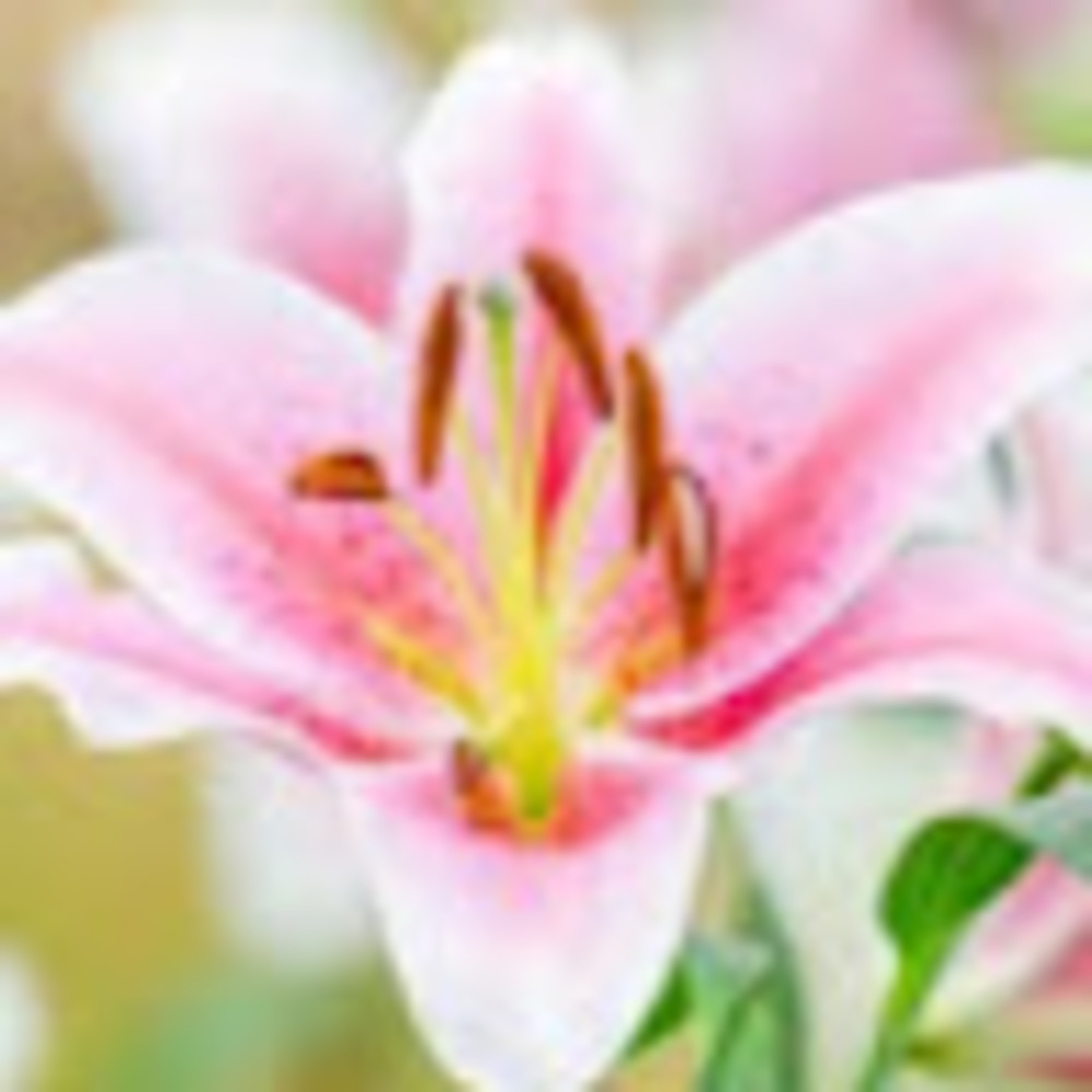 Meet your Posher, Lily